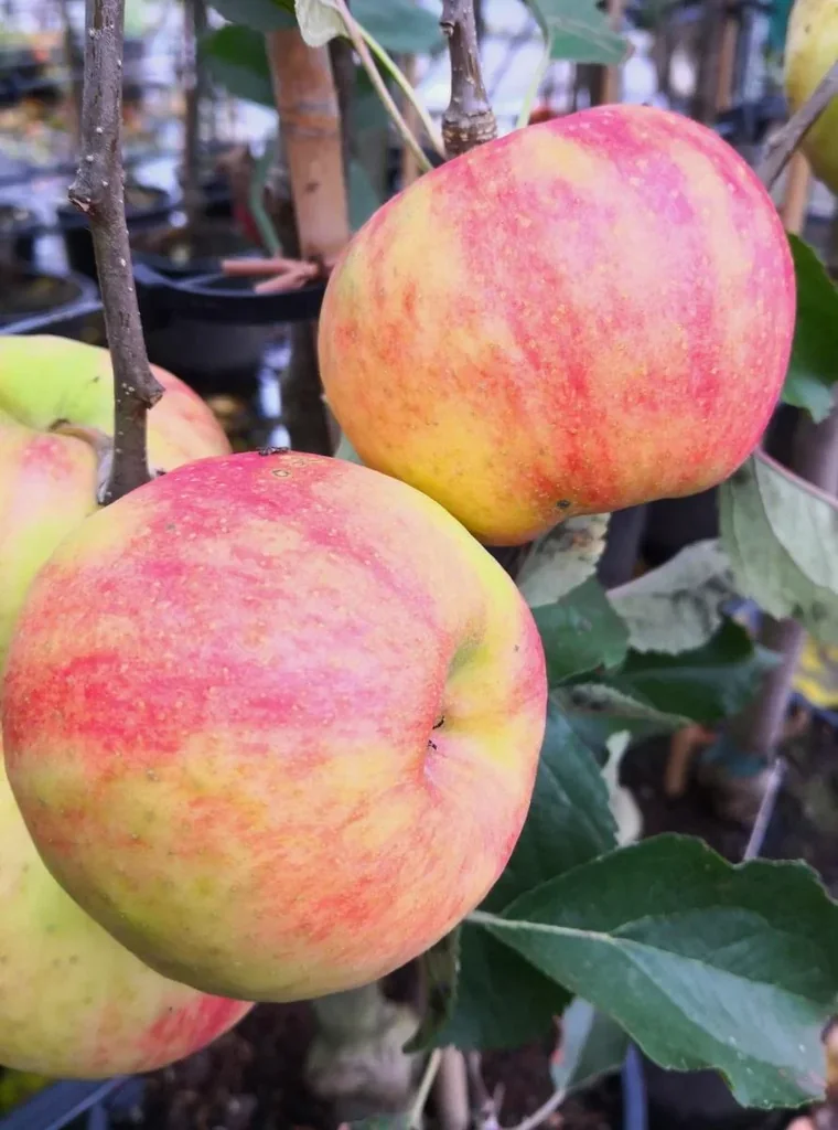 Apple "Carnival", bush, in a 10L container