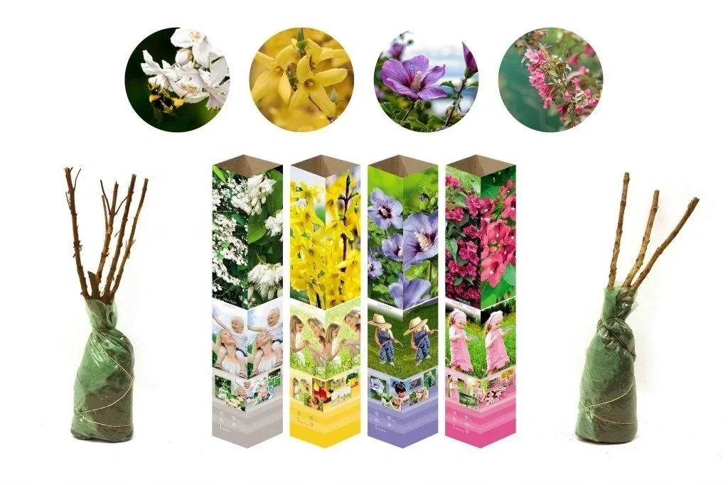 Flower-up 4er-Set Ziersträucher 50 - 70 cm