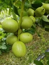 Walnut "Franquette", 10L container, large nuts