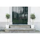 Flowering Acer mixed set of 8 -Yes