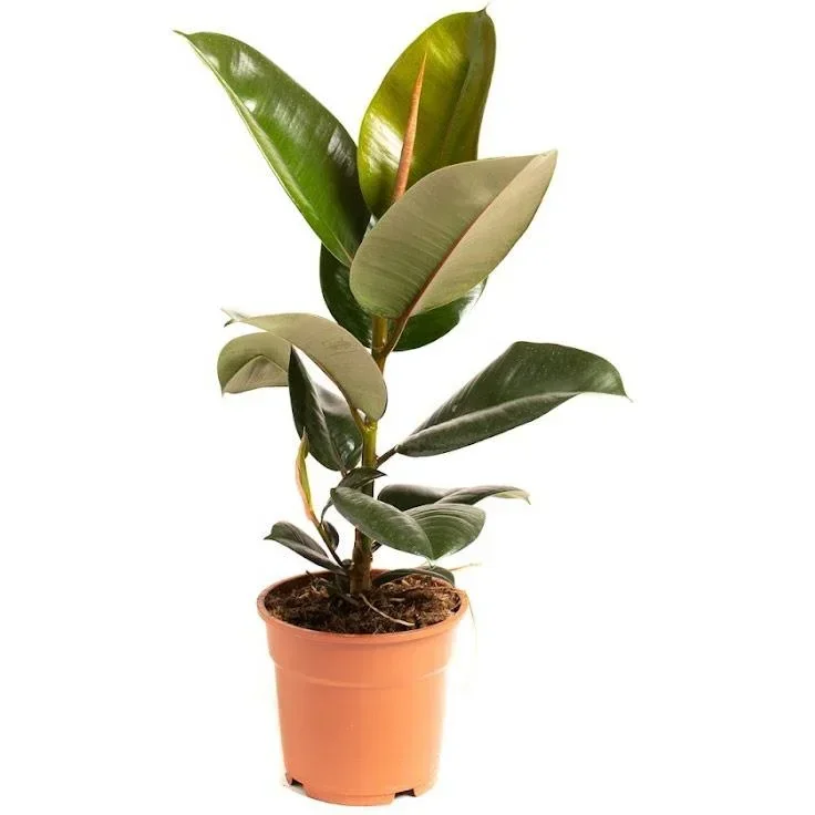 Flowering Rubber Tree - Ficus Elastica Robusta - Large - 50-60cm - 1 piece