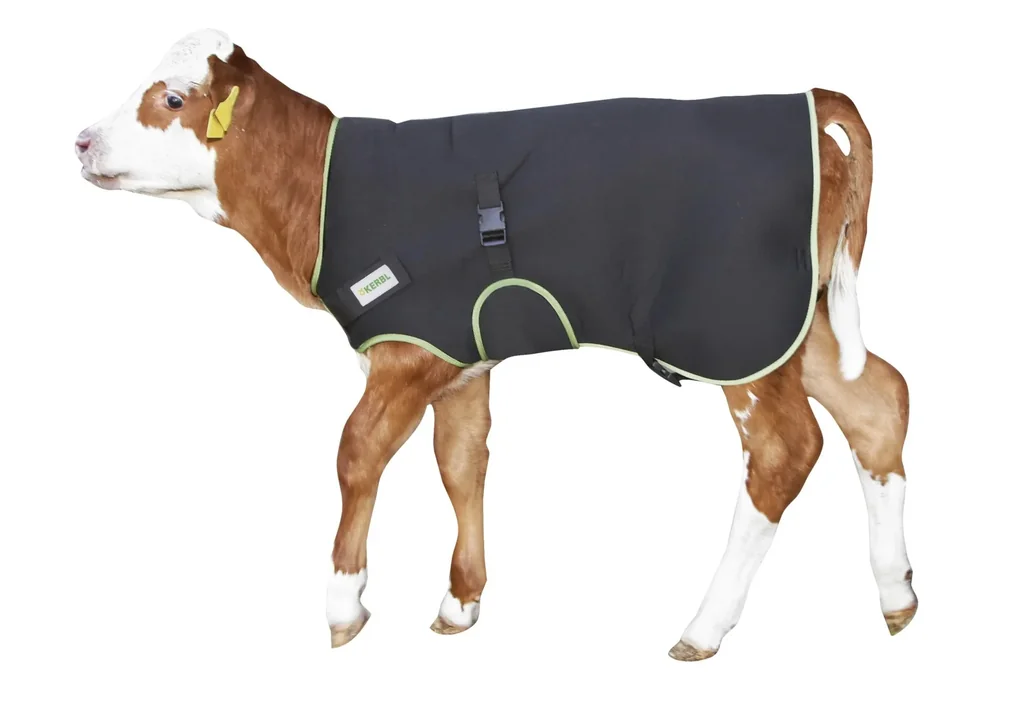 Premium black calf blanket, 70 cm