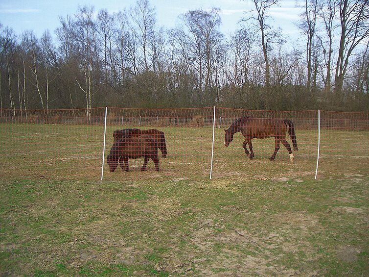 Mustang 145 cm with double tip, 50 m