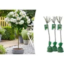 Flower-up Standard Roses XXL White - 120-140 cm - 3 pieces