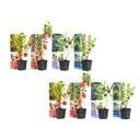 Bloem-up Vitamin Plant Mix - 8 pieces (2x Goji Berry, Honey Berry, Blue Berry & Pomegranate)