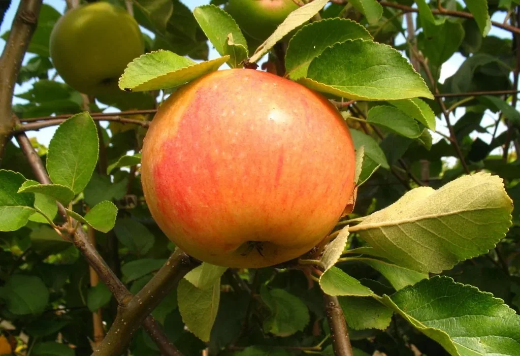 Apple "James Grieve" spindle bush, in a 5L container