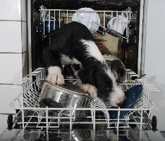 Dishwasher Detergent image