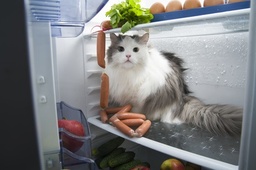 Refrigerator image