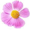 Immediate Effect image