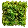 Iron Fertilizer + Moss Killer image