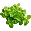 Herbs + Spices image