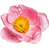 Flower Seeds image