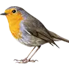 Bird image