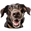 Dog image