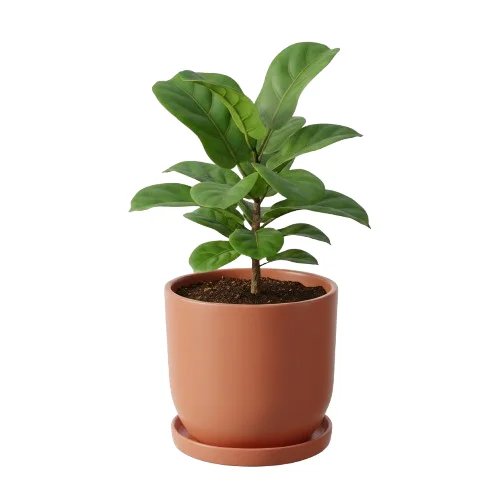 Plant image