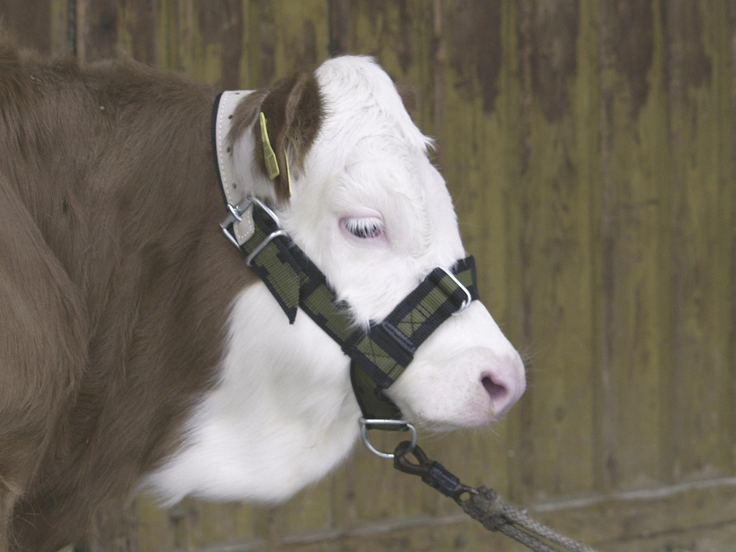 Calf Rearing image