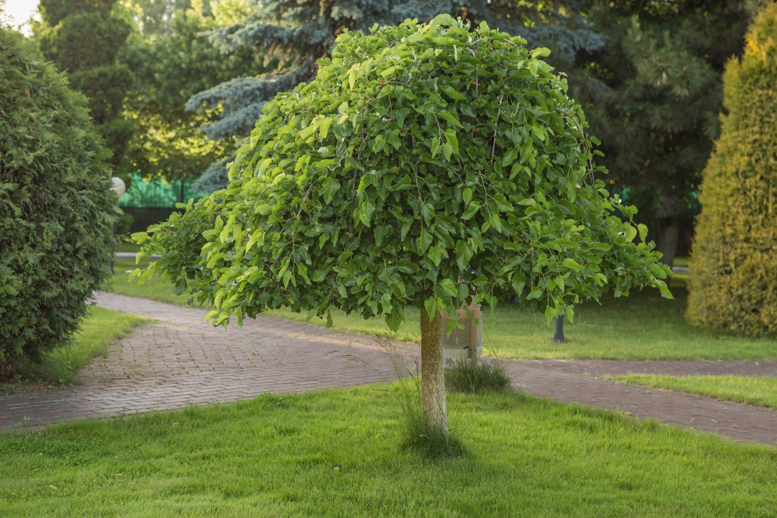 Fruit Trees image