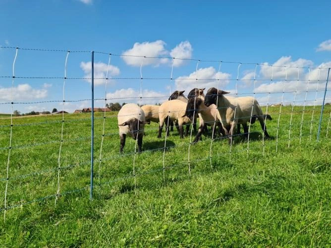 Sheep nets, Steckfix hurdles image