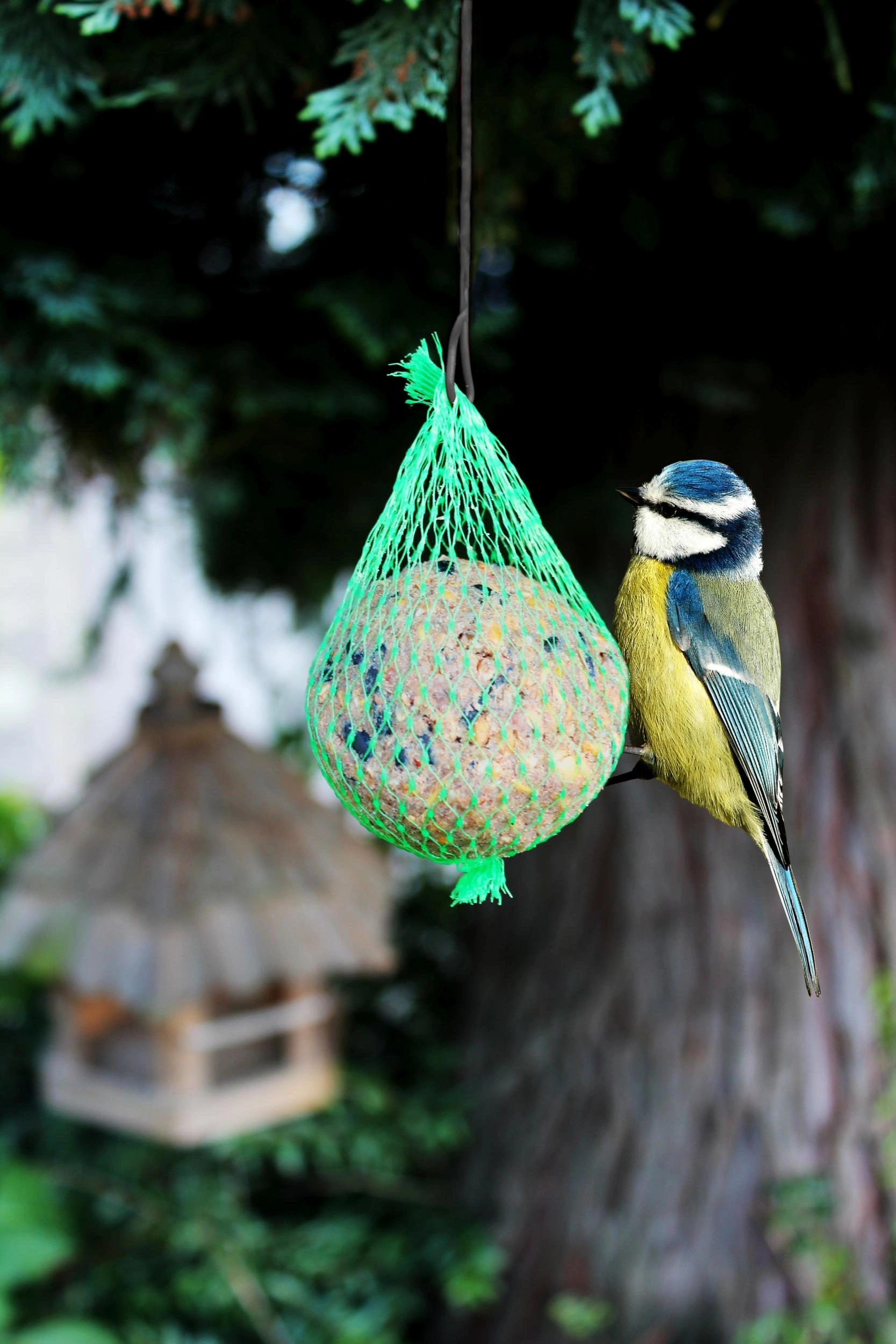 Bird Food, Wildlife Food image