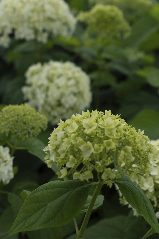 Ornamental Shrubs image