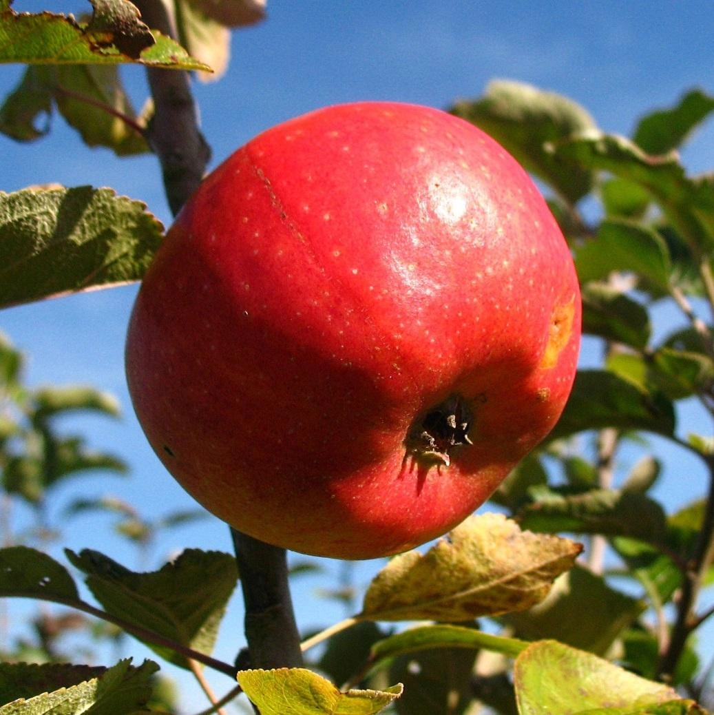 Apple Trees image