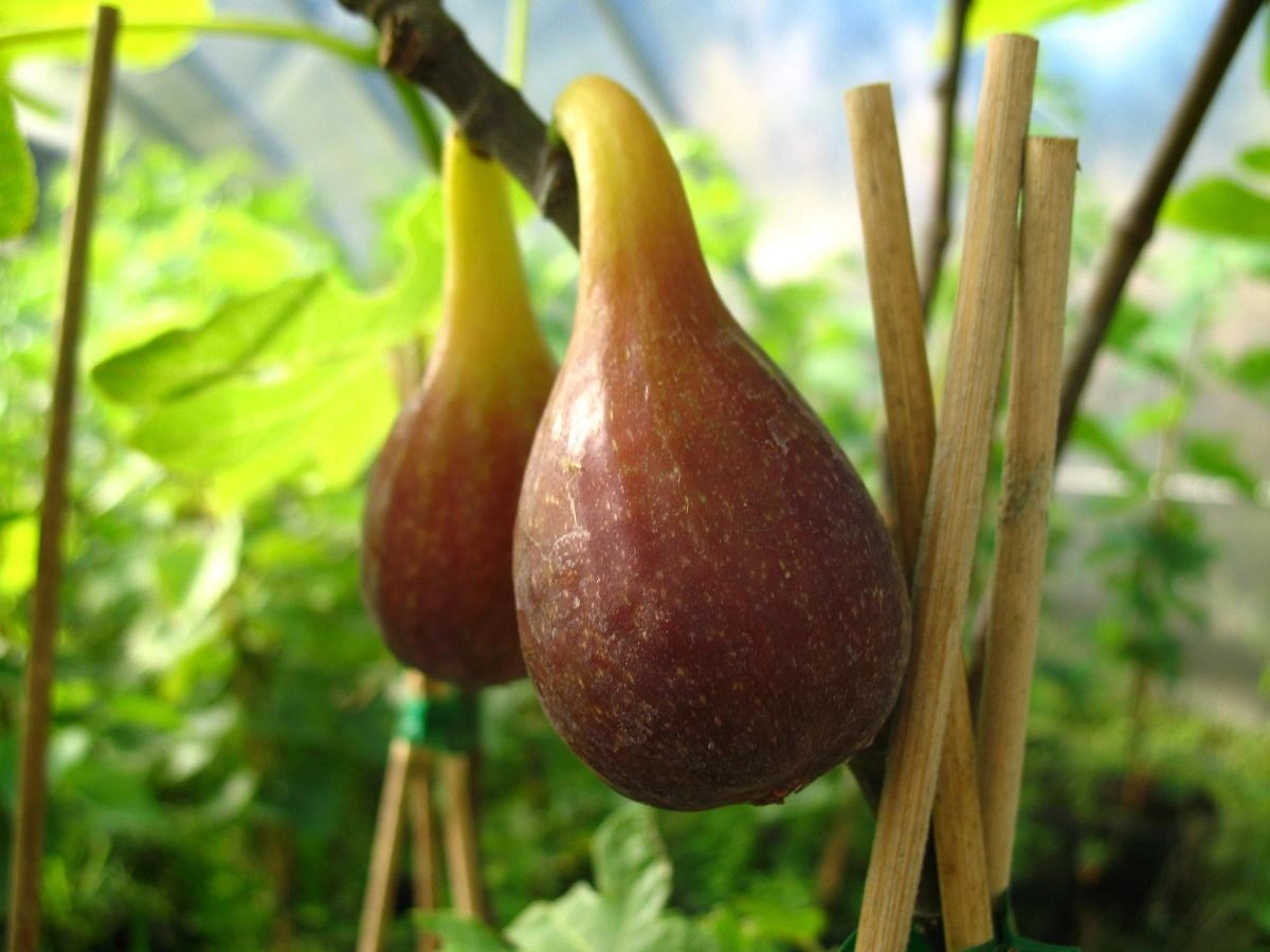 Fig Trees image