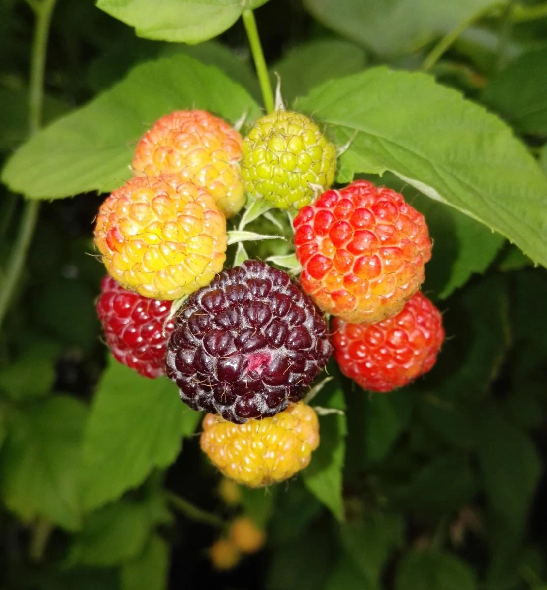 Raspberry Bushes image