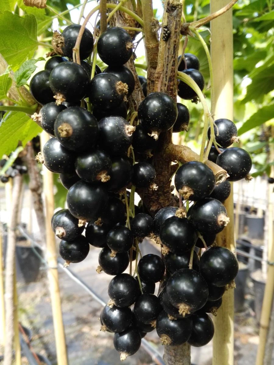 Currant Bushes image
