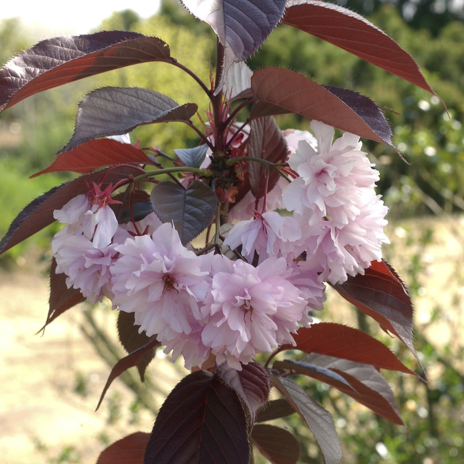 Cherry Trees image