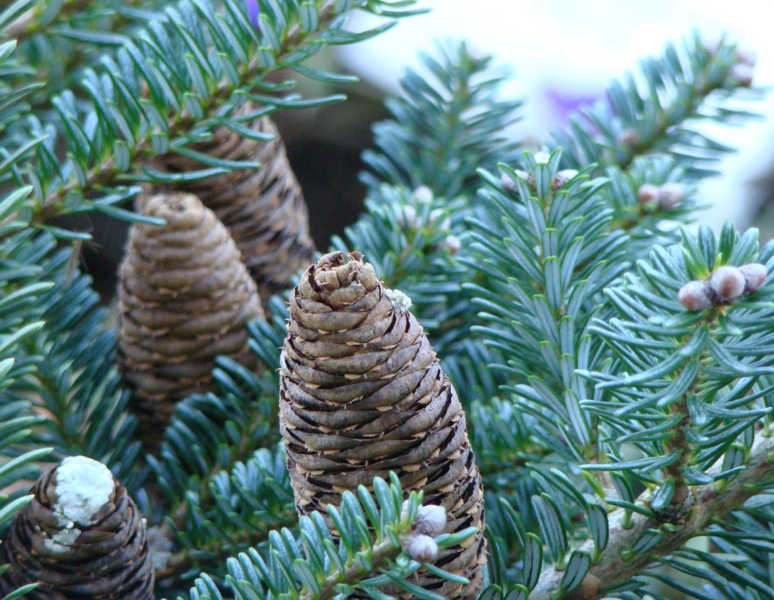 Conifers image