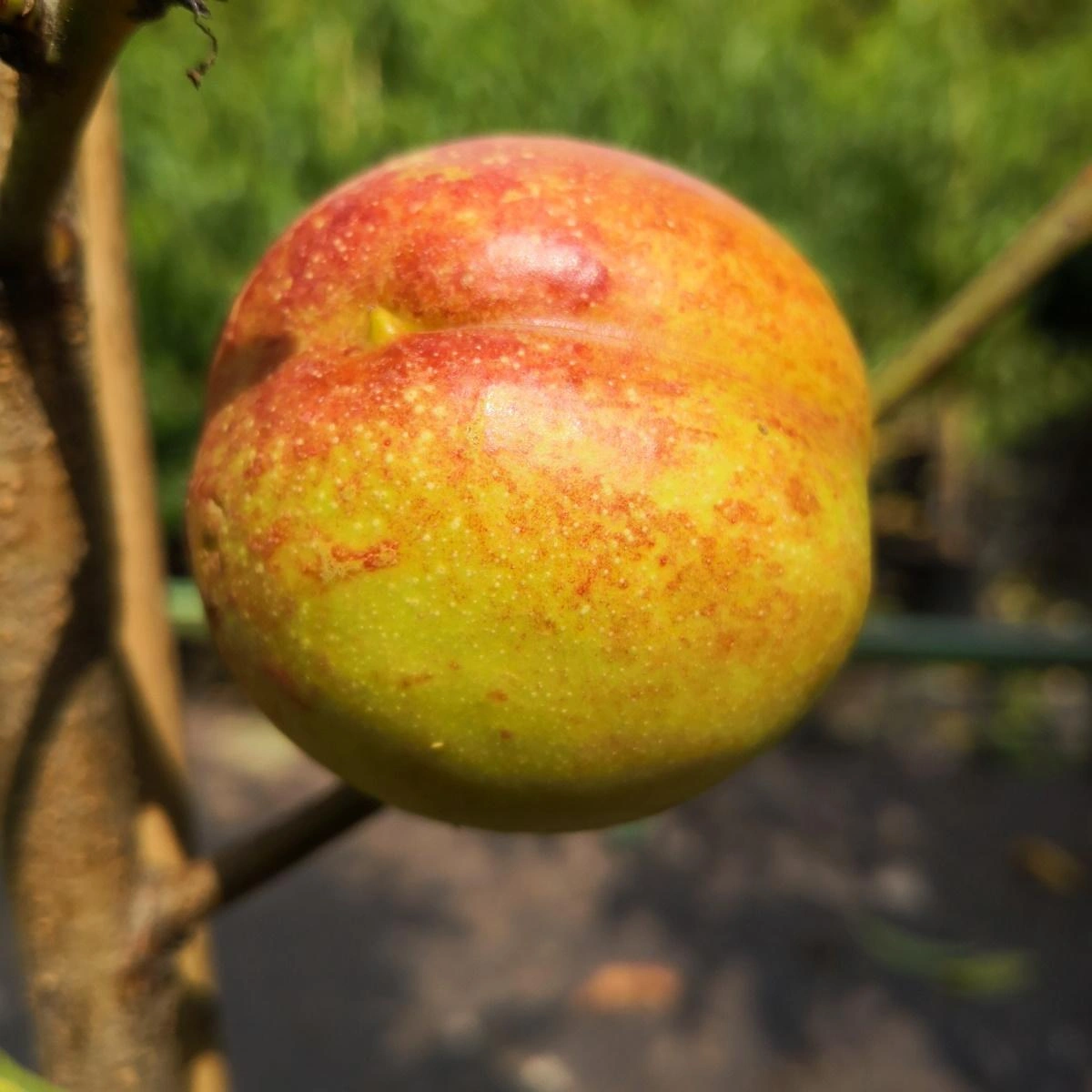 Nectarine Trees image