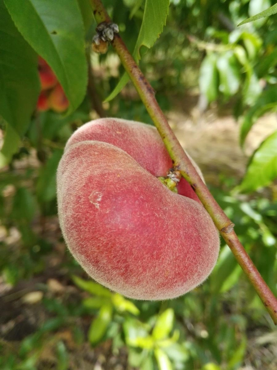 Peach Trees image