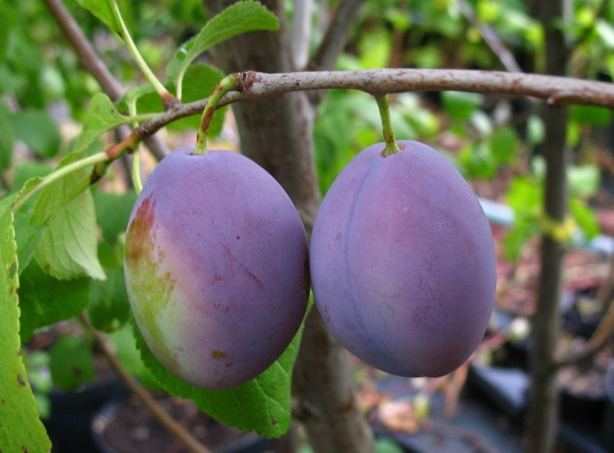 Plum Trees image