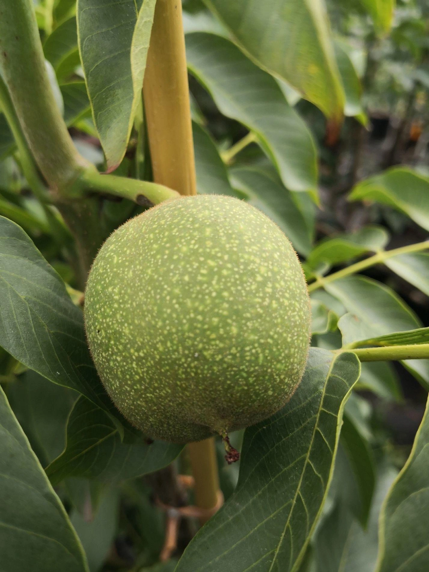 Walnut Trees image