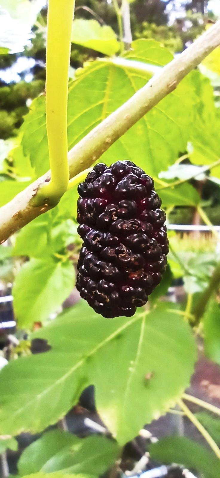 Wild Fruit Bushes image