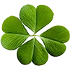 Fodder + Cover Crops image