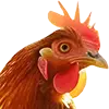 Chicken Feed 25 Lb Bag image