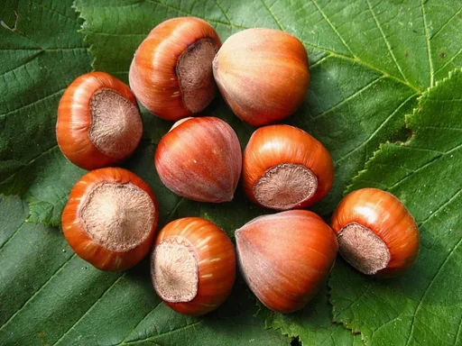 "Hazelnut "Hallesche Riesen", 7.5L container image"