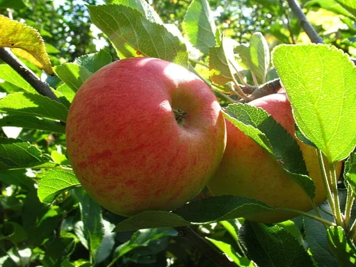 "Apple "Elstar" spindle bush, in a 5L container image"
