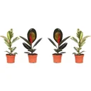 lower-up rubber trees houseplants Ficus Elastica Set of 4 pieces 30-40 cm 2x Ficus elastica Abidjan 2x Ficus elastica Tinek