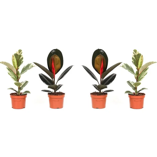 "lower-up rubber trees houseplants Ficus Elastica Set of 4 pieces 30-40 cm 2x Ficus elastica Abidjan 2x Ficus elastica Tinek image"