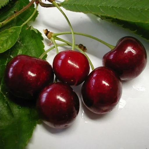 "Dwarf sweet cherry "Lapins" bush, in a 10L container, high burst resistance image"