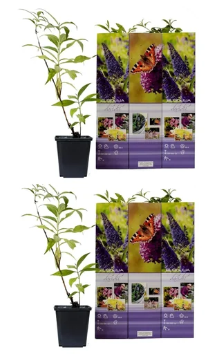 "Flower-up set of 6 butterfly bushes 30-40 cm image"