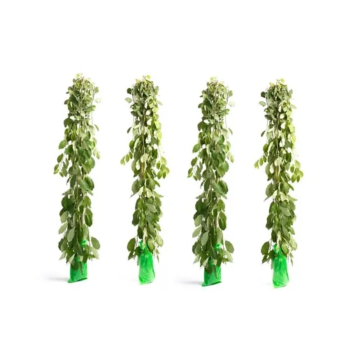 "Flower-up set of 4 XXL mourning willows 120 - 140 cm image"