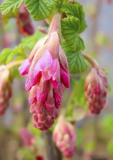 "Red Currant King Edward VII - Ribes sanguineum - 7.5 L pot 80-100 cm image"
