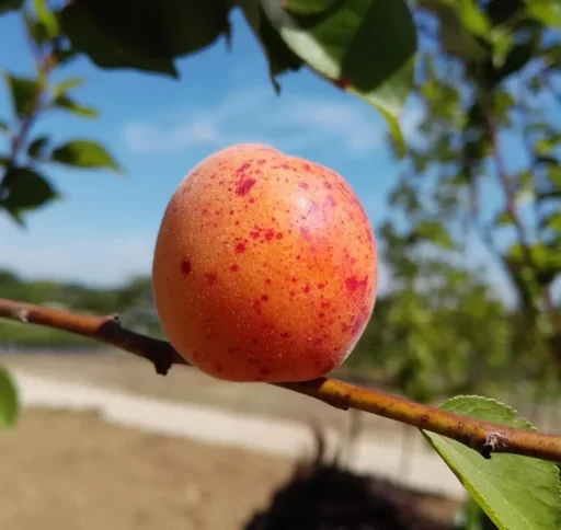 "Apricot "Bergeron", 7.5L container, firm, juicy flesh image"