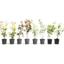 Blossoming olive trees hardy on