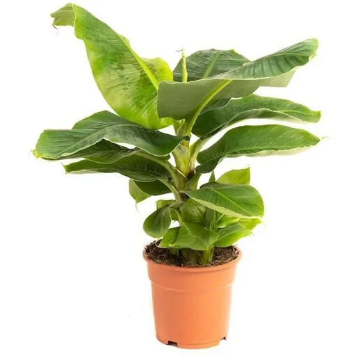 "Flower-up Banana Plant - Musa Oriental Dwarf - Large - 50-60cm - 1 Plant image"