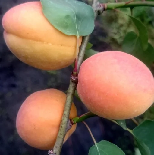 "Apricot "Goldrich" half-stem, in a 10L container, firm and juicy flesh image"