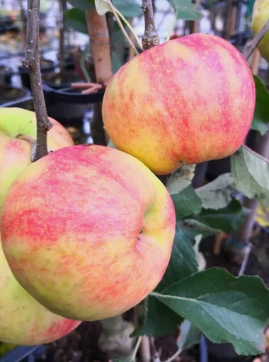 "Apple "Carnival", bush, in a 10L container image"